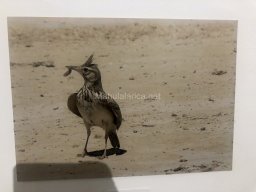 Exposición de aves de la comarca